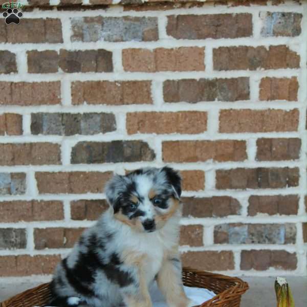 Brooklyn, Miniature Australian Shepherd Puppy